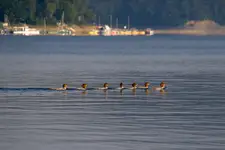 Nurogęsi na Jeziorze Solińskim