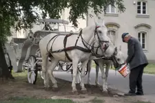 Zamojski dorożkarz