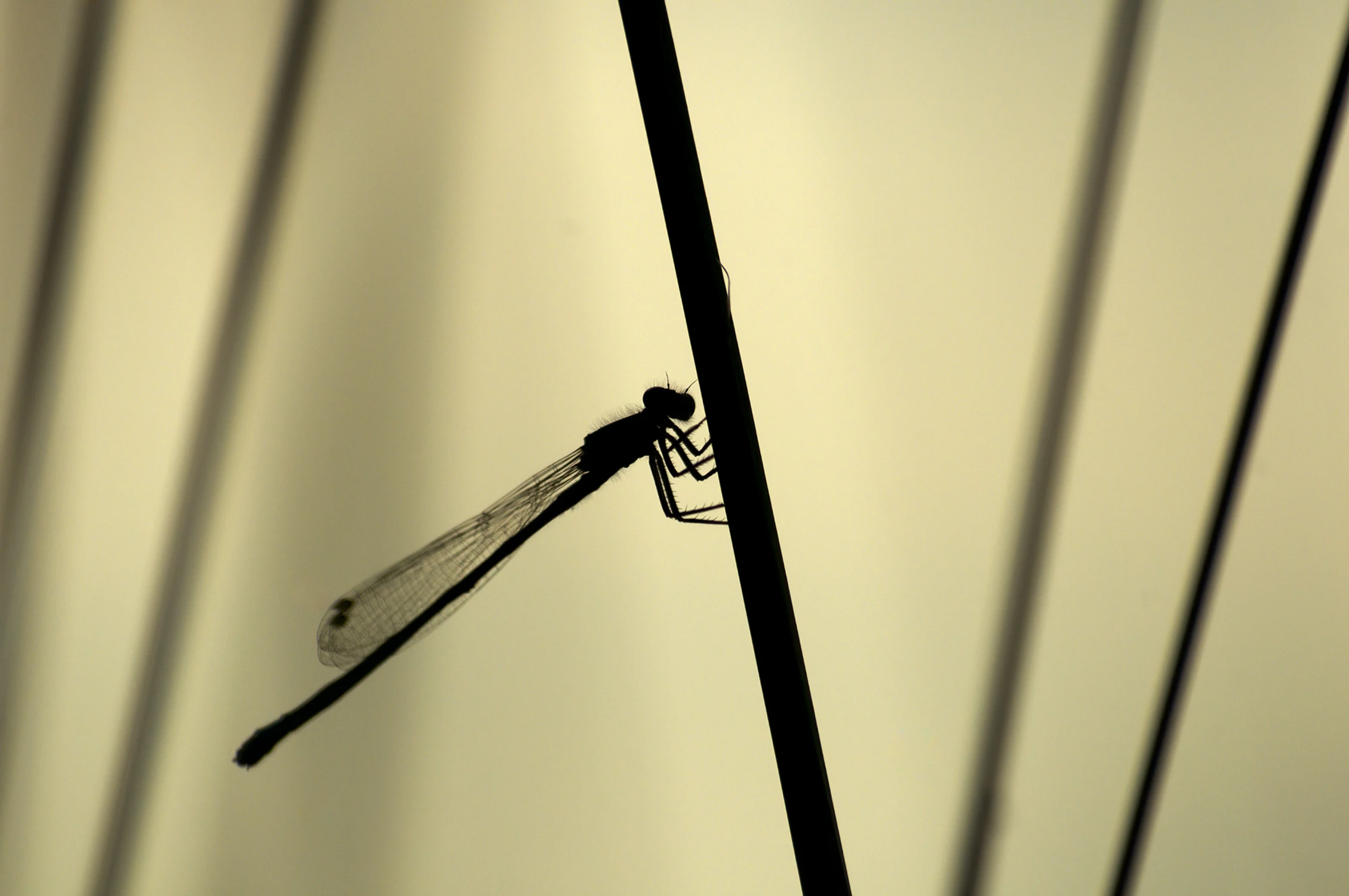 Ważka geometrycznie