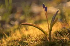 Z cyklu kwiatki: cebulica dwulistna