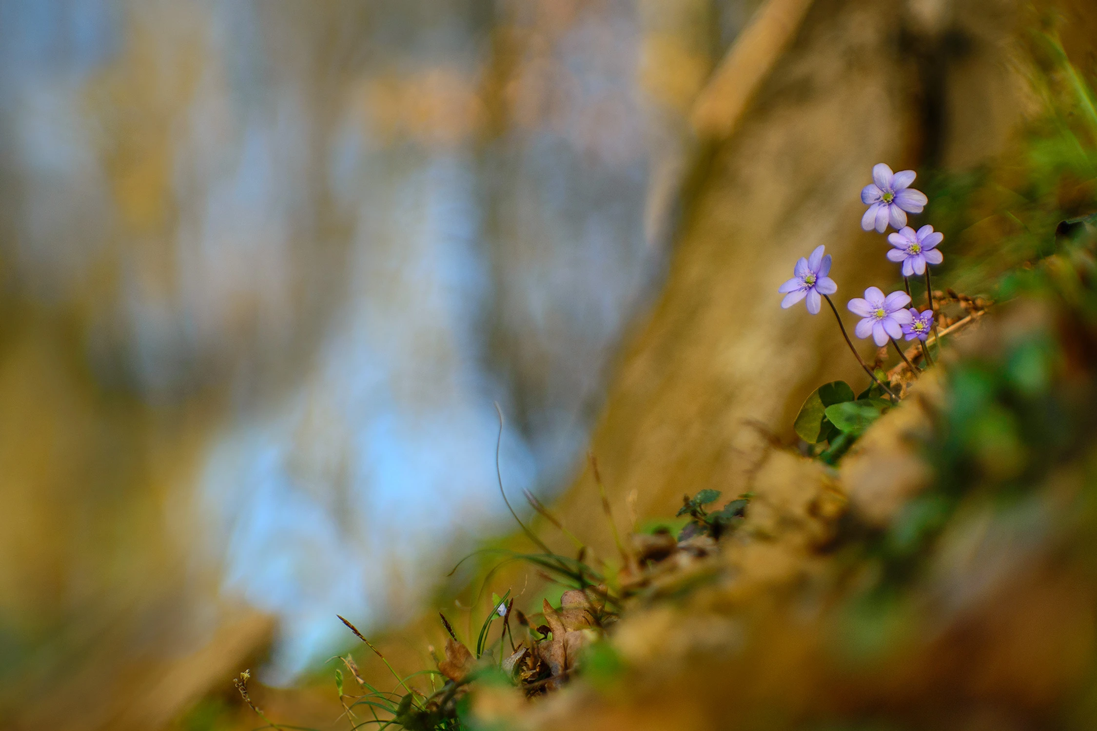 Z cyklu kwiatki: przylaszczka pospolita