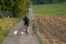 Miejski cyklista i wiejskie psy.