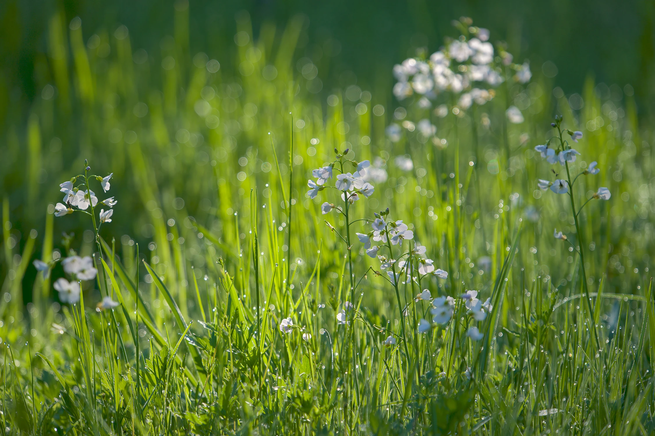 Z cyklu chwasty: rzeżucha łąkowa