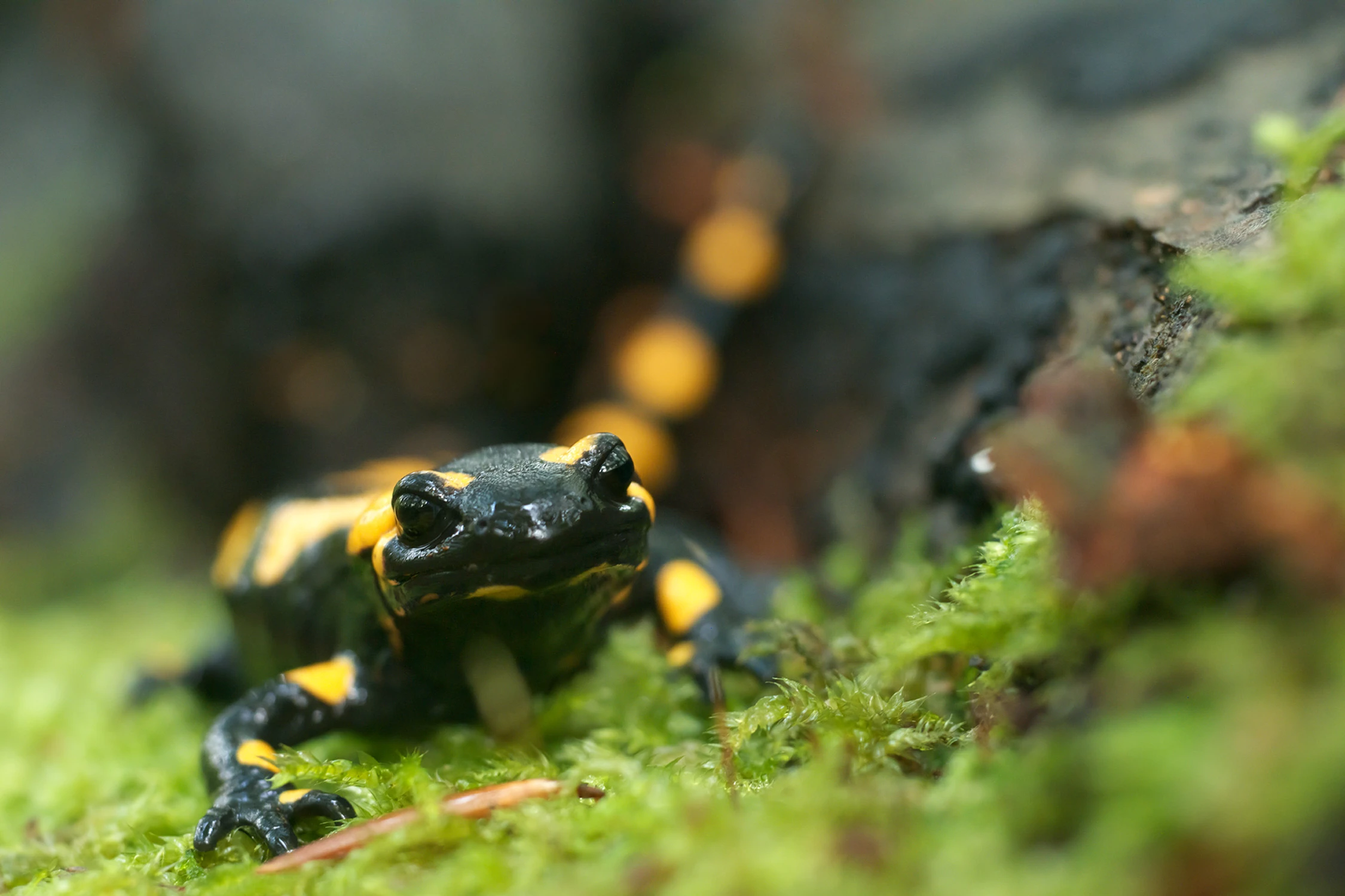 Salamandra