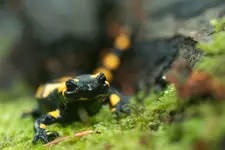 Salamandra