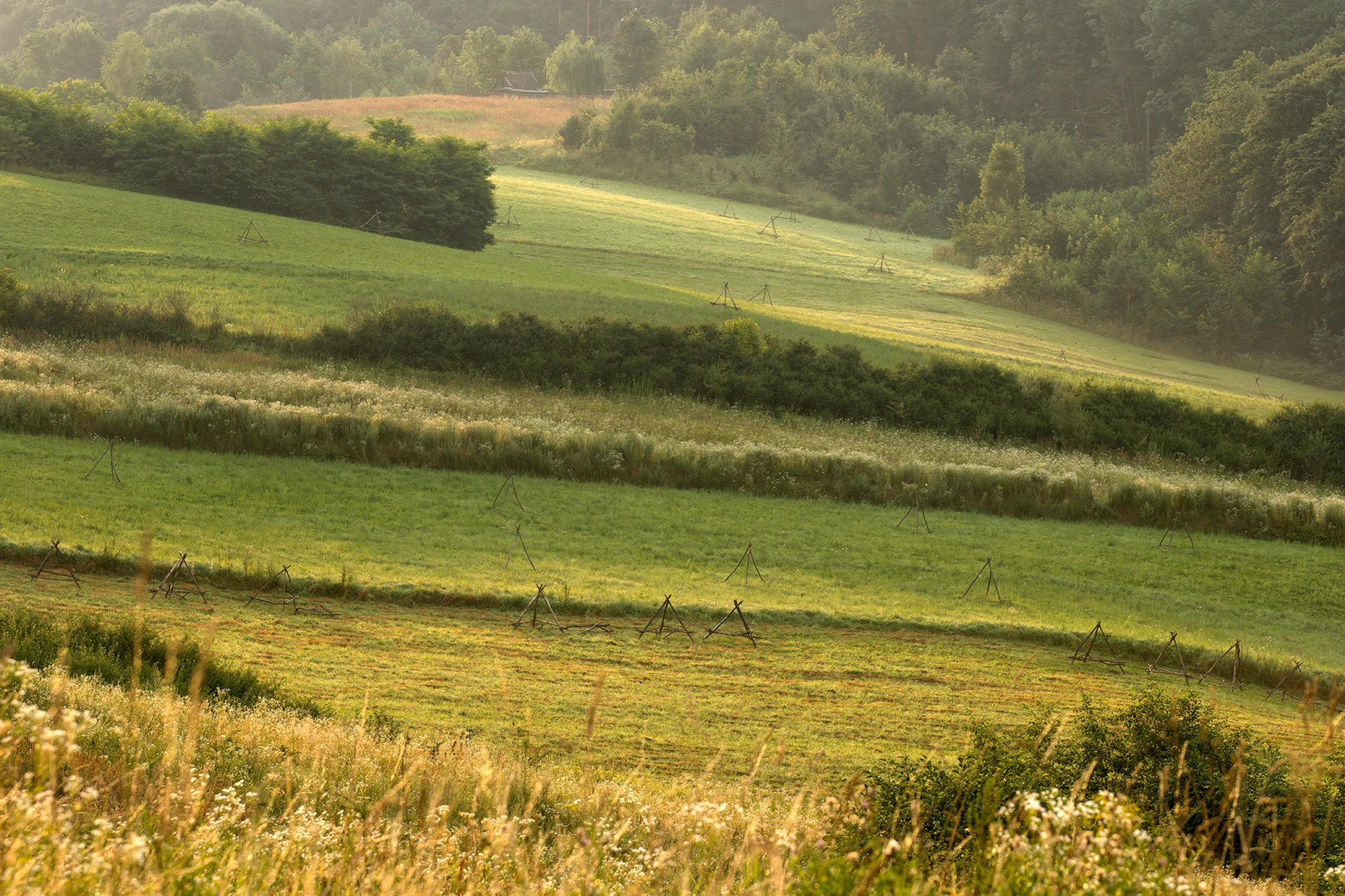 Trójkąty na łące.