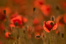 Makowo
