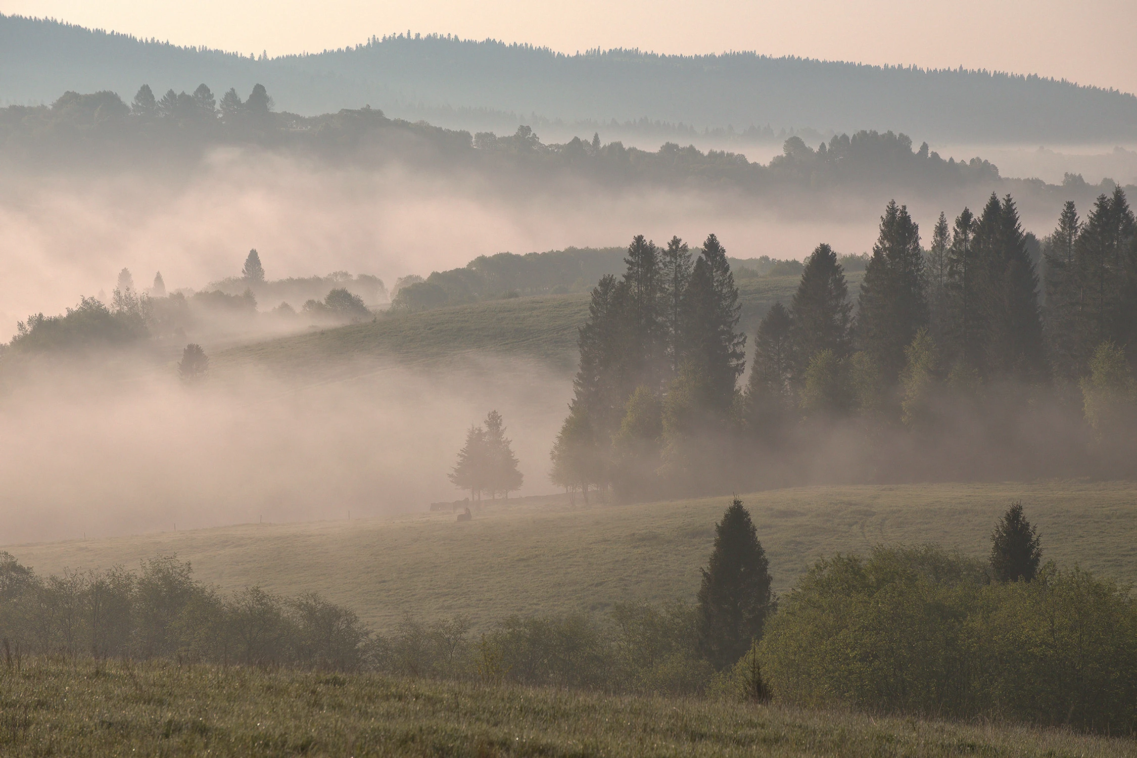 Bieszczadzkie pastwiska