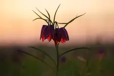 Z cyklu kwiatki: szachownica Kostkowata