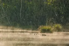 Deszczyk pada, słońce świeci...