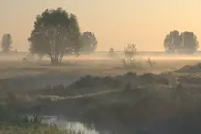 Poranek na łąkach