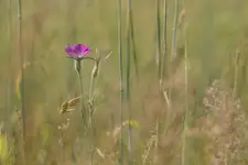 Z cyklu chwasty: Kąkol polny