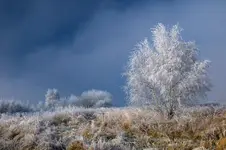 Szadź