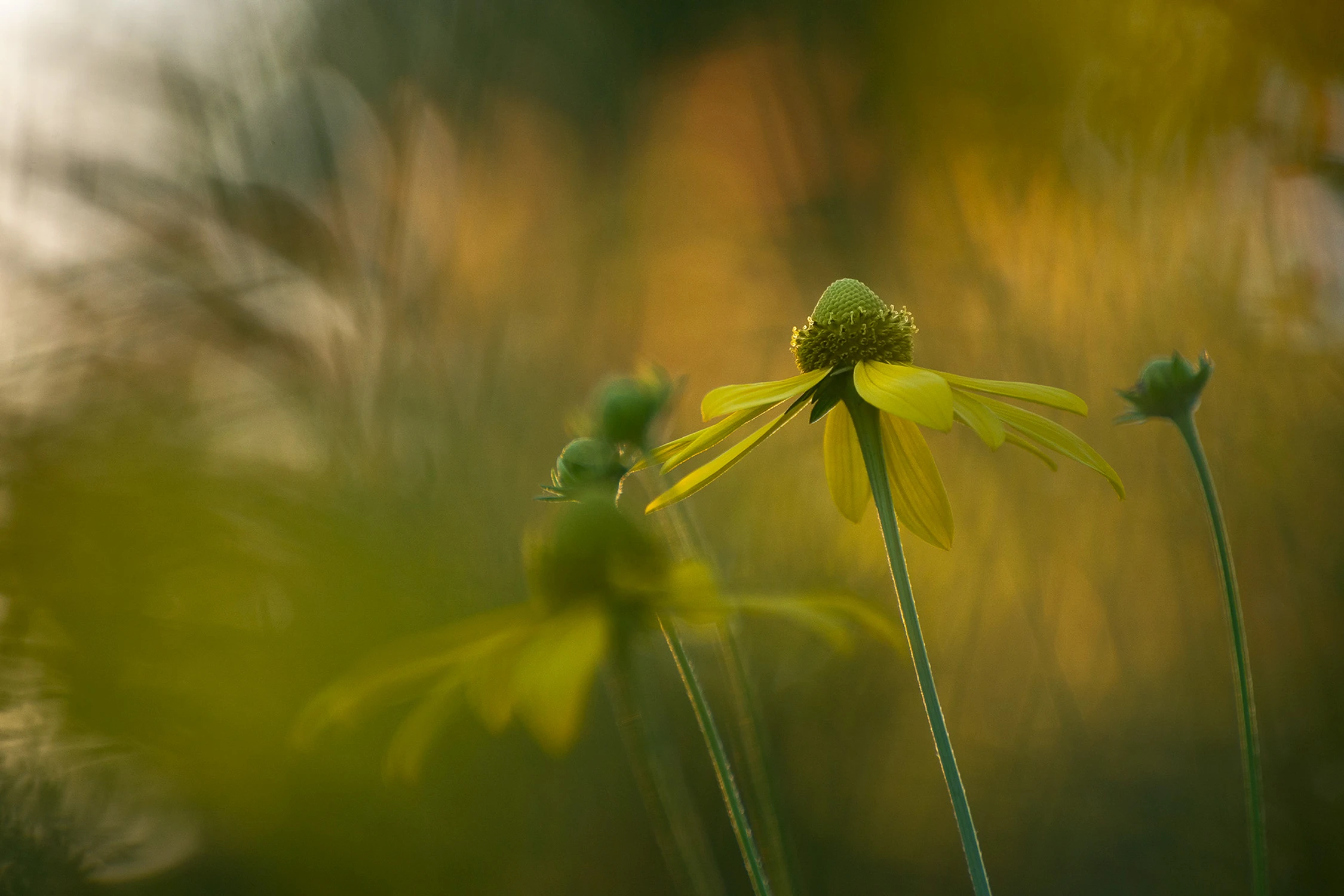 Z cyklu chwasty: rudbekia naga