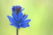Cykoria 