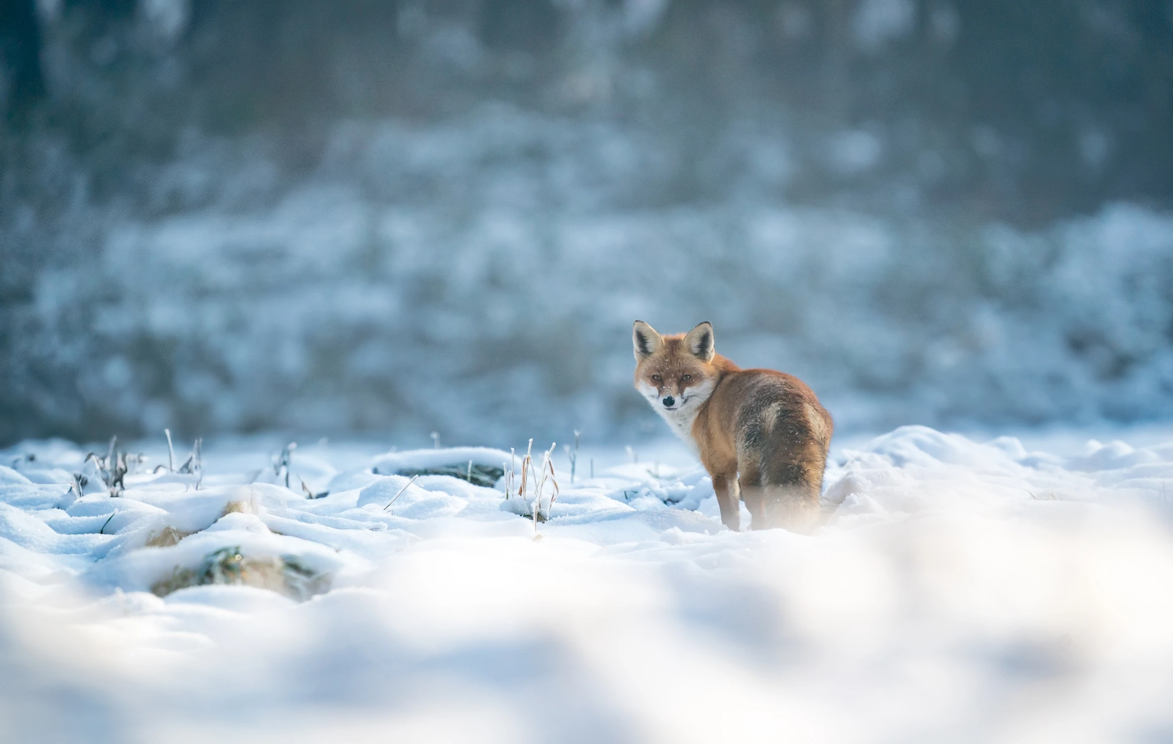 Rudzielec na spacerku
