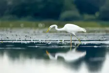 Wspomnienie letniego wieczoru