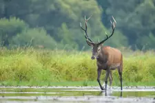 Król jest tylko jeden...