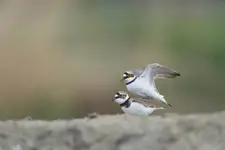 Jaja se robią (: