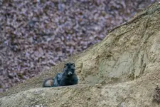 Każda Pani,jak kocha,to czeka na swego lubego...U Wa jak?