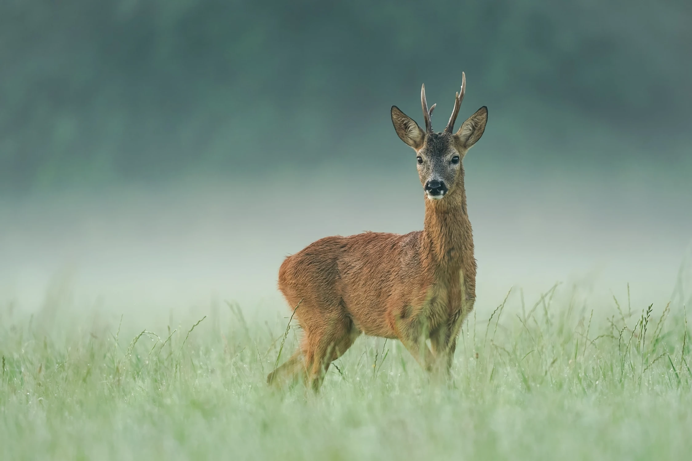 Błądzący we mgle.