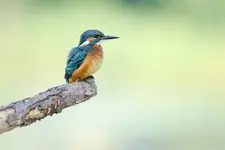 Zimek