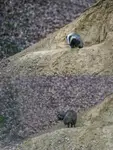 Paweł i Gaweł (:
