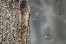 Obserwując,obserwującego...