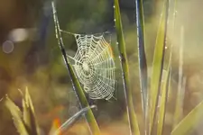 Poranne łazikowanie