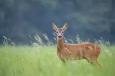Poranek z damą