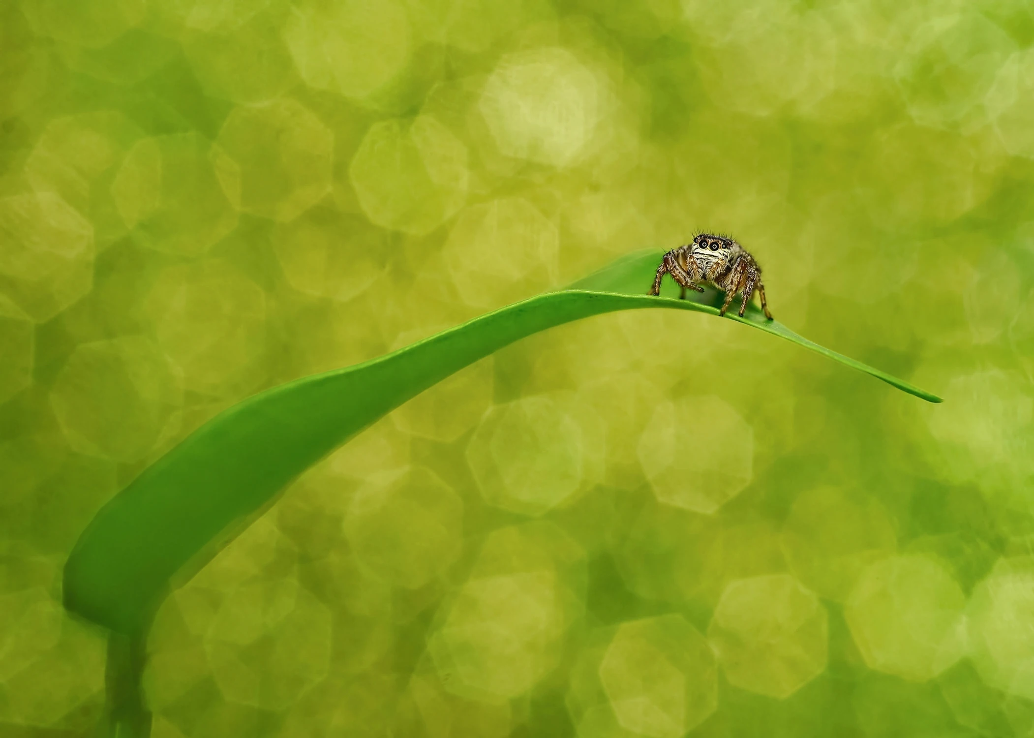 Łąkowy gepard - Skakun.