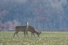 Śniadania czas...Cisza i spokój,relaks...