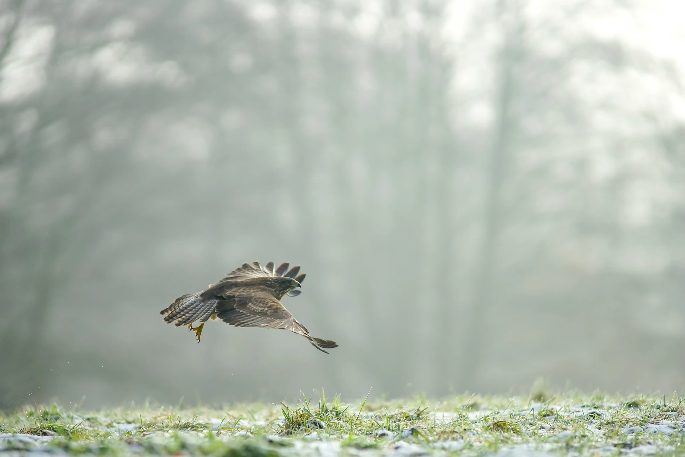 Koszący lot...Kto żyw w nogi !