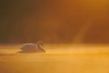 Złoto poranka