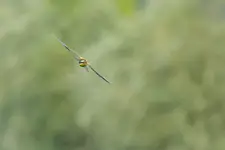 Ostatnie loty na Śląsku...Czas migracji.