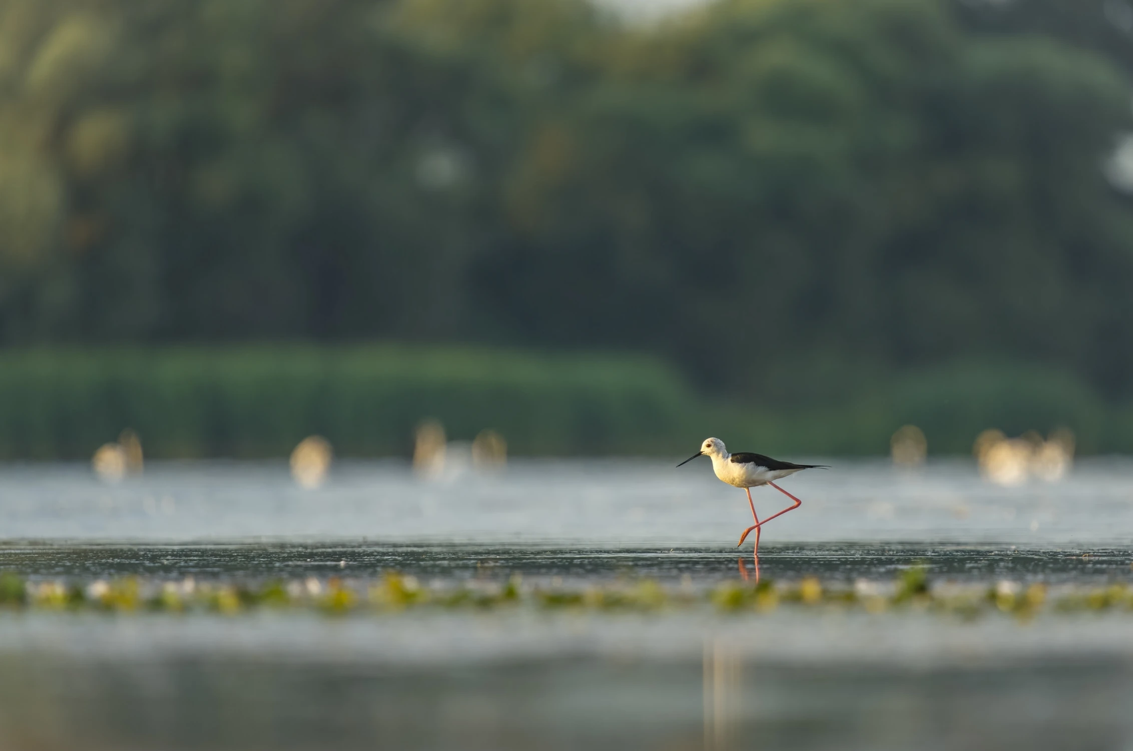 … Iść ciągle iść w stronę słońca.