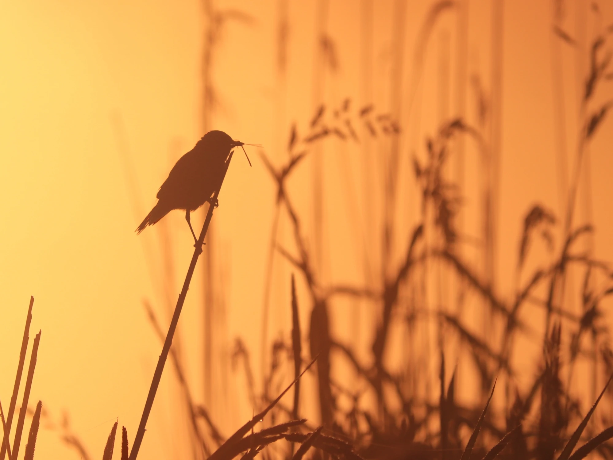 coś brzmi w trzcinie