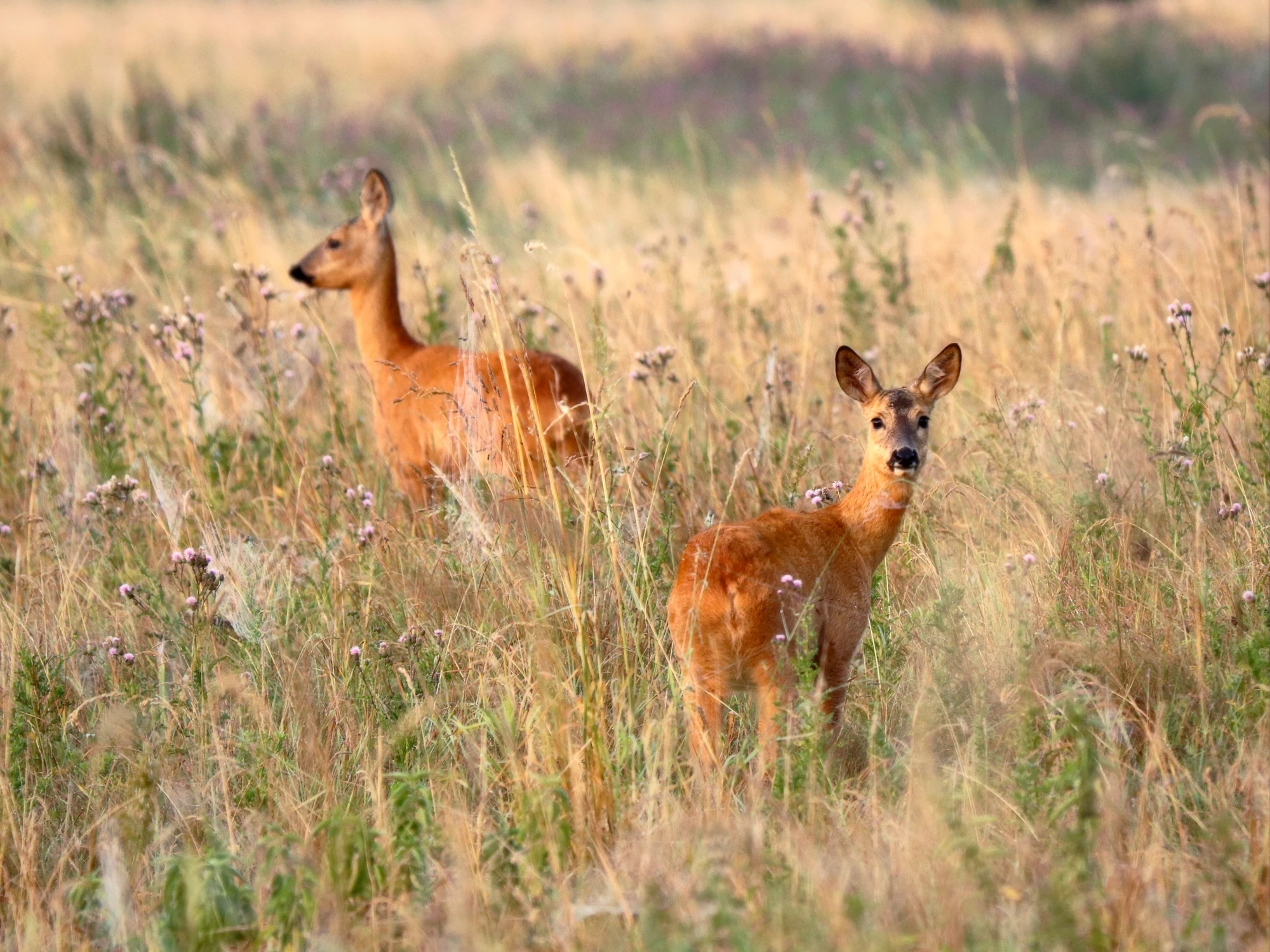 spotkanie wśród traw