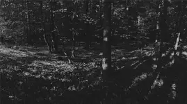 Forest Tales