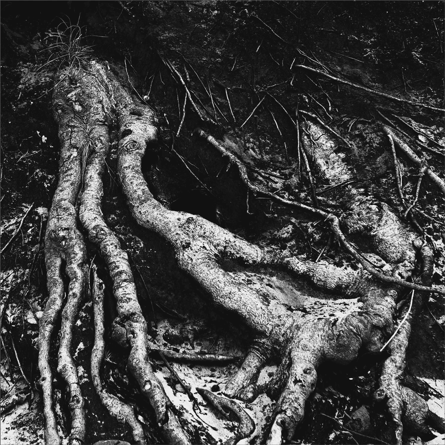 When the Elephant Met the Octopus