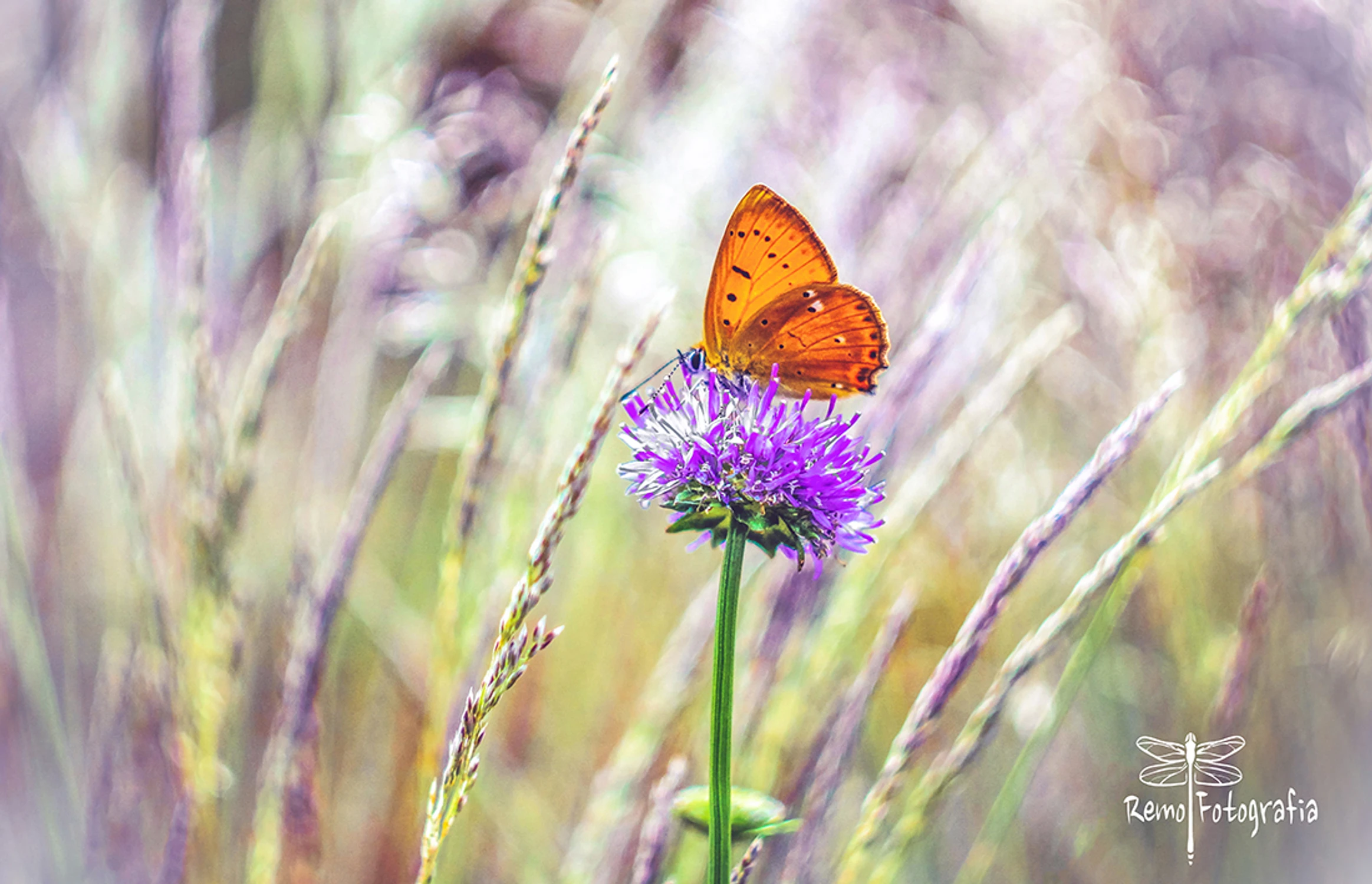 Modraszek Czerwończyk dukacik- Lycaena virgaureae.