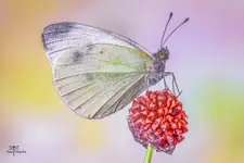 Pieris brassicae- Bielinek kapustnik.