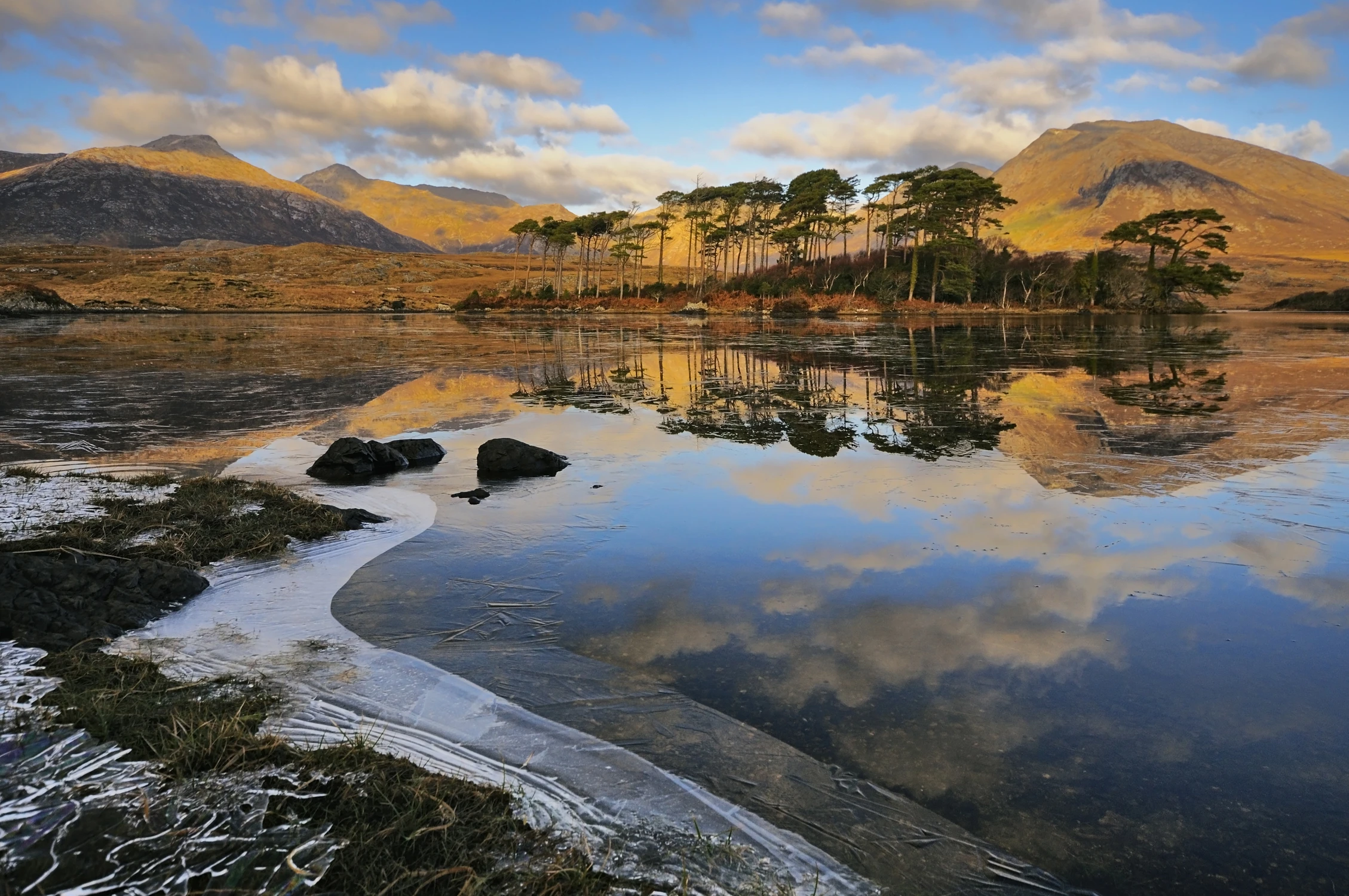 Pine Island Connemara