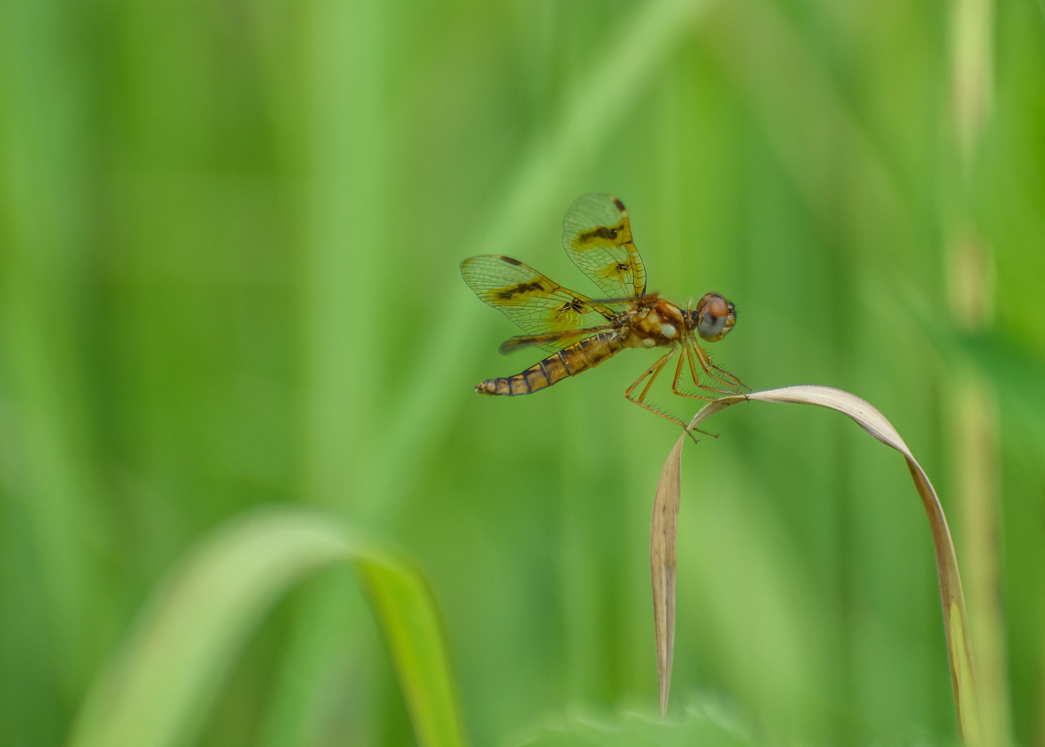 Proporczyk halloweenowy (Celithemis eponina)