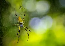 Golden Silk Spider(Nephila clavipes)