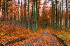 Jesienny las z drogą