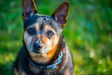 Pies o imieniu Sigma