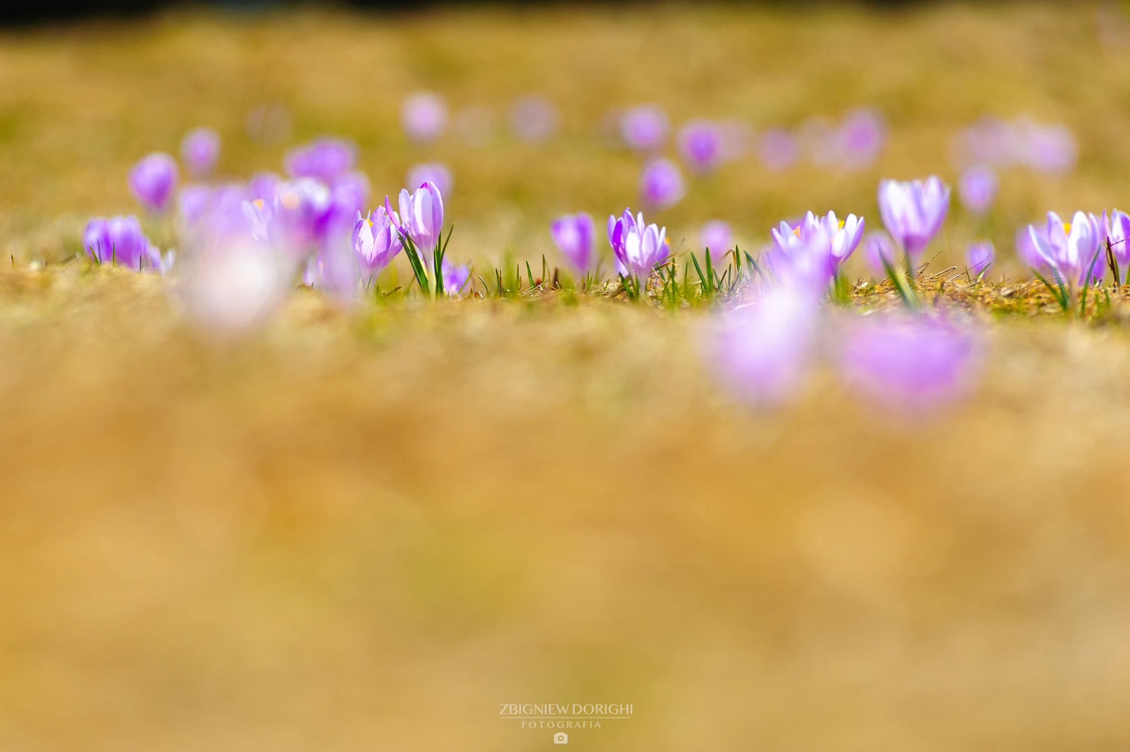 Krokusy na hali Rysianka