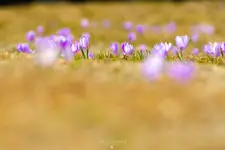 Krokusy na hali Rysianka