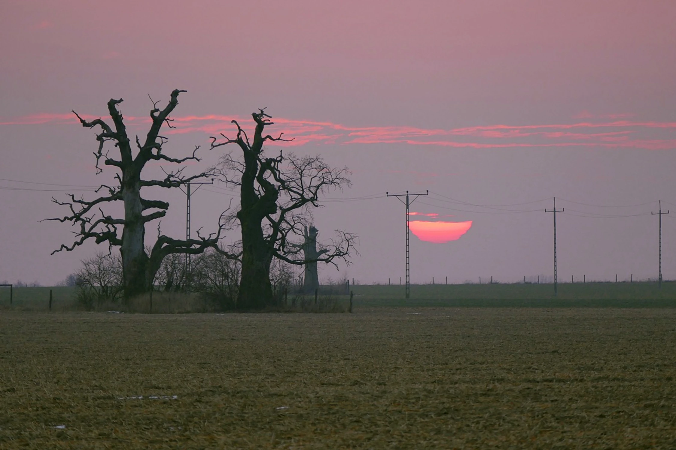 na polu...dęby w polu